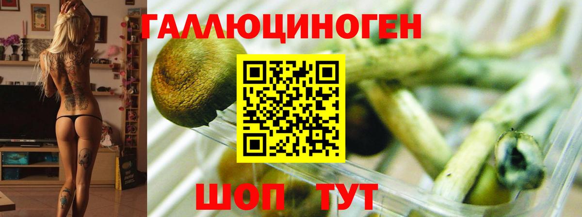 Галлюциногенные грибы Magic Shrooms  Псилоцибиновые грибы GOLDEN TEACHER  Темрюк  Вход с VPN 